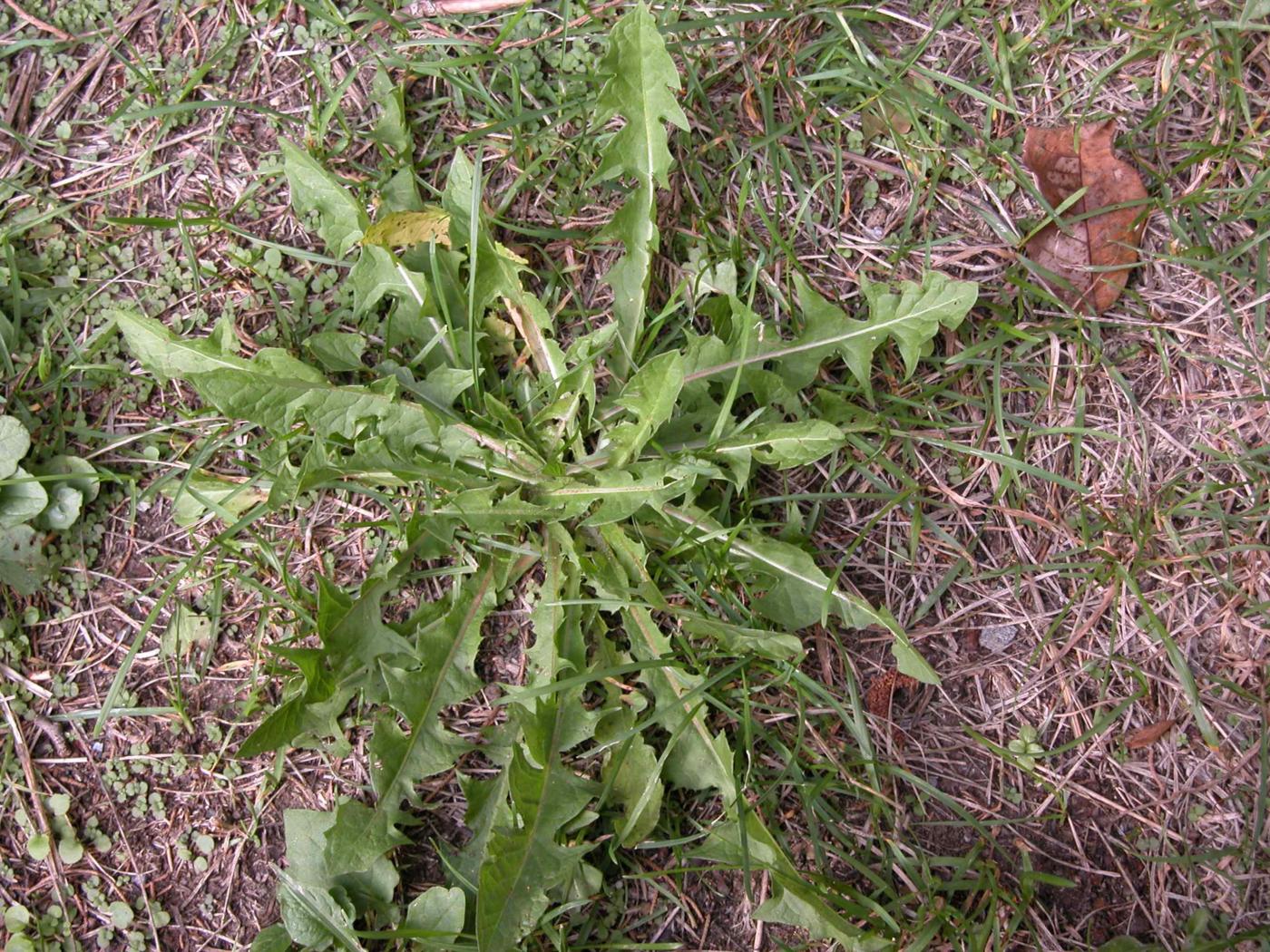 Dandelion, Common leaf